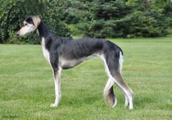 Profile picture of the animal