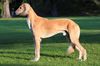 Profile picture of the animal