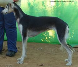 Profile picture of the animal