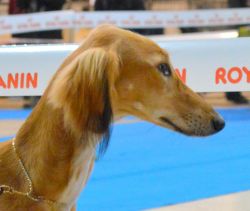 Profile picture of the animal