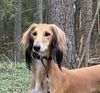 Profile picture of the animal