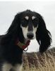 Profile picture of the animal