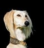 Profile picture of the animal