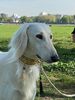Profile picture of the animal
