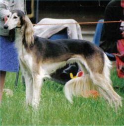 Profile picture of the animal
