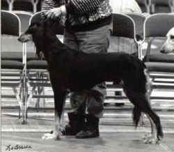 Profile picture of the animal