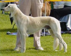 Profile picture of the animal