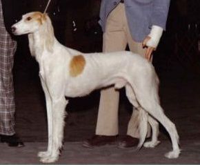 Profile picture of the animal