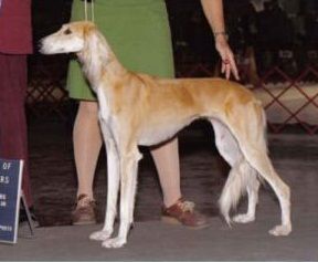 Profile picture of the animal