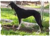 Profile picture of the animal