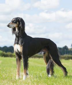 Profile picture of the animal