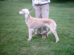 Profile picture of the animal