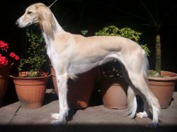 Profile picture of the animal