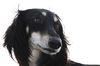 Profile picture of the animal