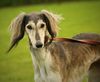 Profile picture of the animal
