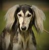 Profile picture of the animal