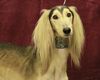 Profile picture of the animal