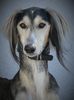 Profile picture of the animal