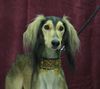 Profile picture of the animal