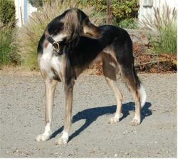 Profile picture of the animal