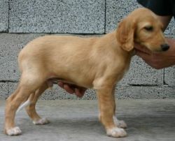 Profile picture of the animal