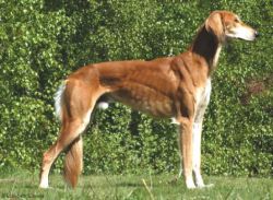 Profile picture of the animal