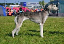 Profile picture of the animal