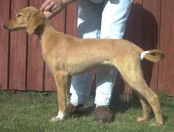 Profile picture of the animal