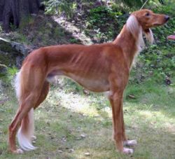 Profile picture of the animal
