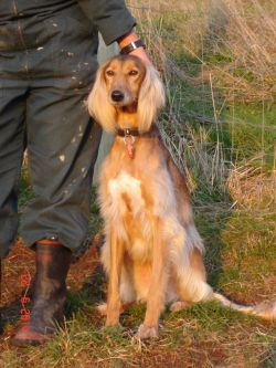 Profile picture of the animal