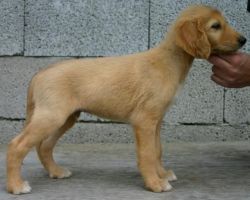 Profile picture of the animal