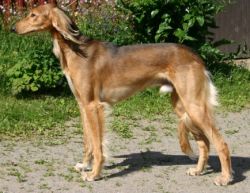 Profile picture of the animal
