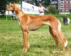 Profile picture of the animal