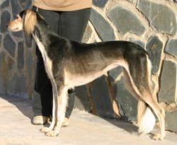 Profile picture of the animal