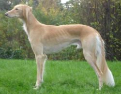Profile picture of the animal