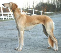 Profile picture of the animal