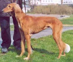 Profile picture of the animal