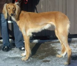 Profile picture of the animal