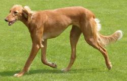 Profile picture of the animal