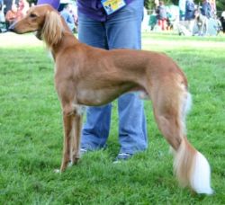Profile picture of the animal