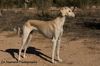 Profile picture of the animal