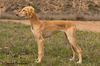 Profile picture of the animal