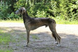 Profile picture of the animal