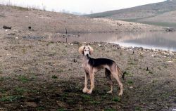 Profile picture of the animal