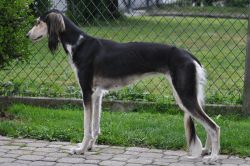 Profile picture of the animal