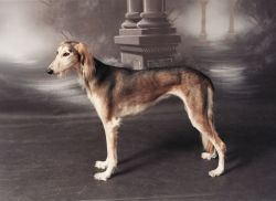 Profile picture of the animal