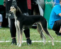 Profile picture of the animal