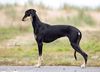 Profile picture of the animal