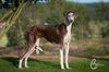 Profile picture of the animal