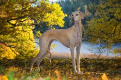Profile picture of the animal